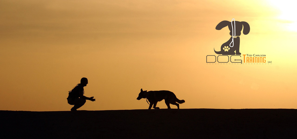 The 3 Core Principles of Professional Dog Training System