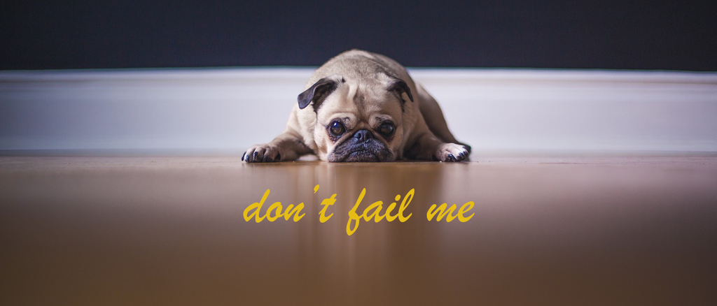 How To Avoid Puppy Training Failures