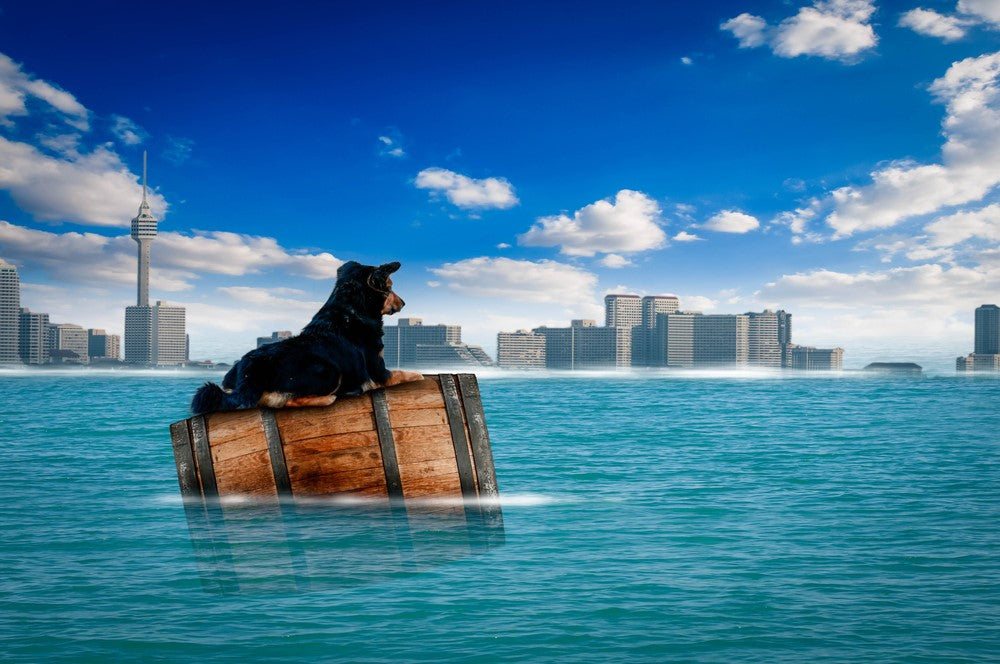 3 Ways to Prepare for Emergency as a Pet Owner