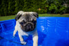 Keeping Your Dog Cool in the Summer
