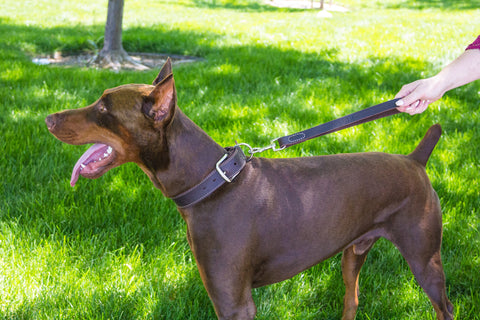 Leatherberg® 12" Short Leather Leash (50% OFF)