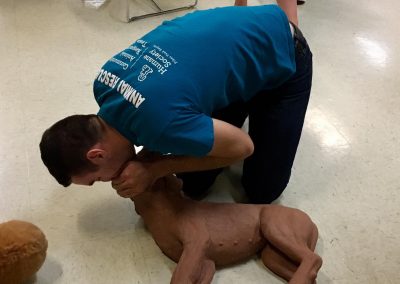 The Proper Way to Administrate Dog CPR