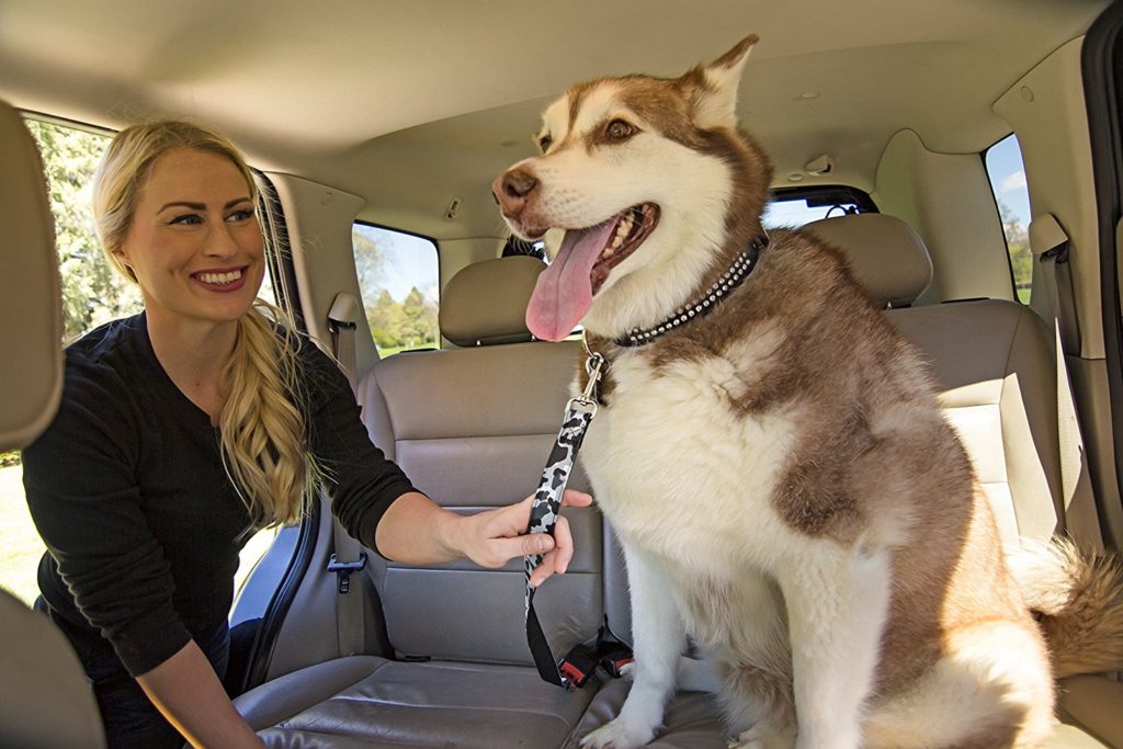 How To Safely Travel With A Dog In A Car