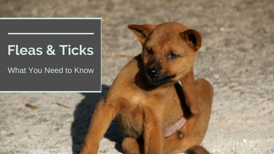 Fleas & Ticks What You Need To Know
