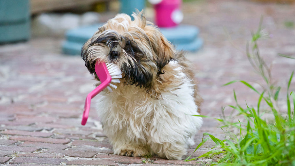 How to Keep Your Dog’s Teeth Clean