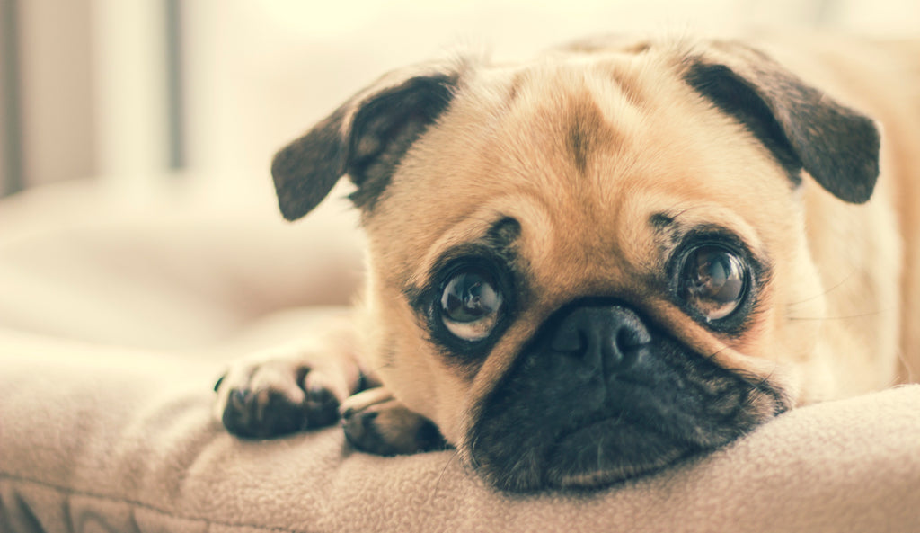 All You Need To Know About Separation  Anxiety In Dogs