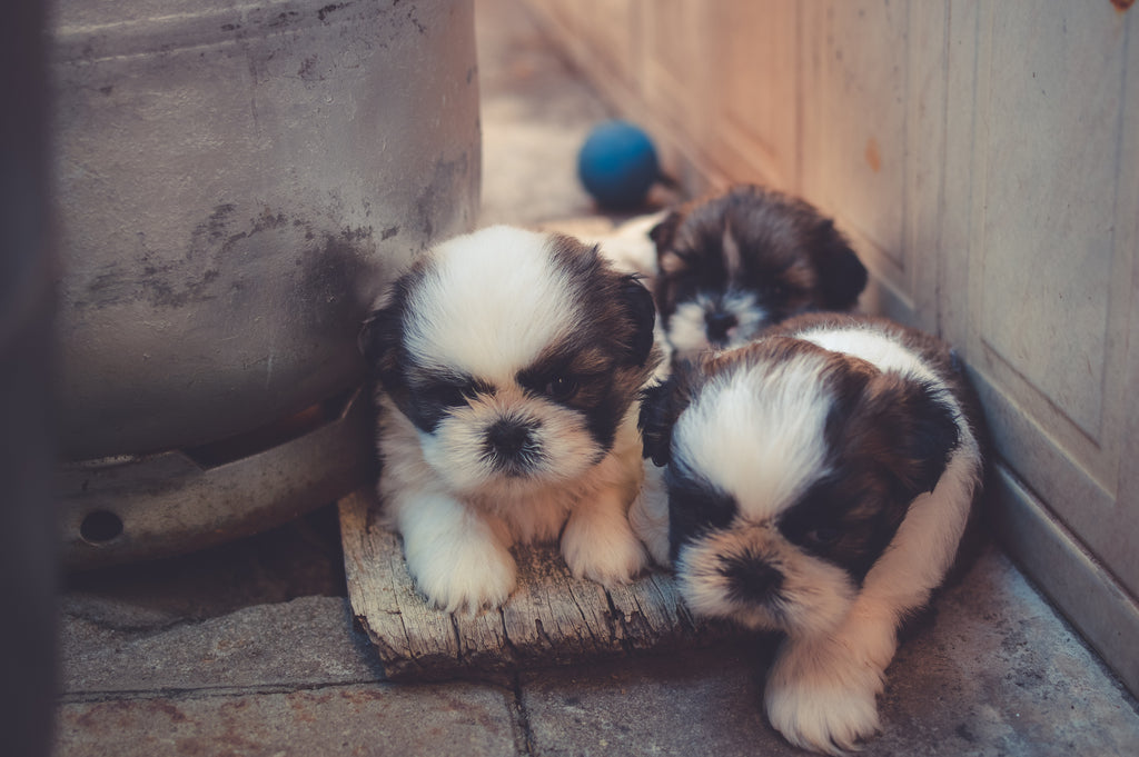 Why Raising Two Pups at the Same Time isn’t a Good Idea