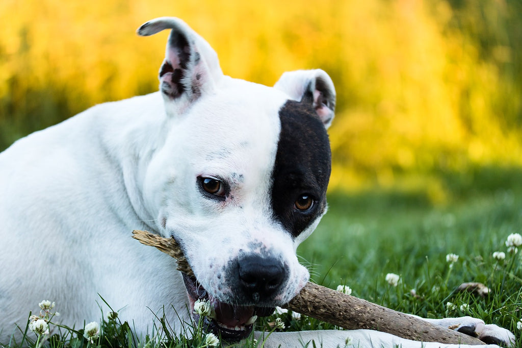 How to Teach Your Dog NOT To Chew or Bite ?