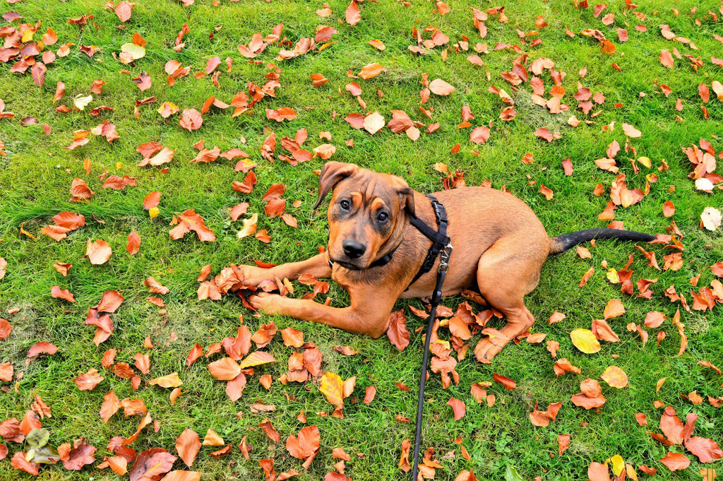 6 Tips to Stop Your Dog From Pulling on Leash