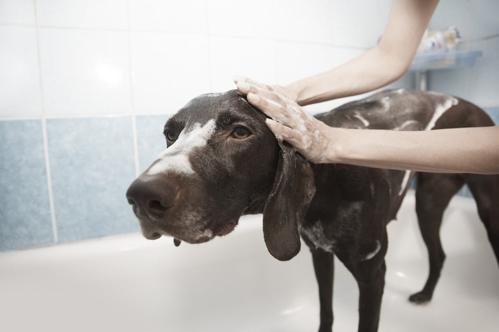 7 Tips To Help Make Your Dog Like Baths
