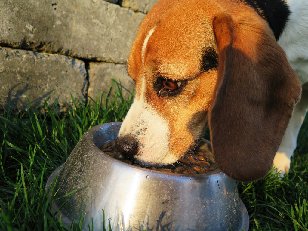 7 Human Foods Safe For Your Dog to Eat