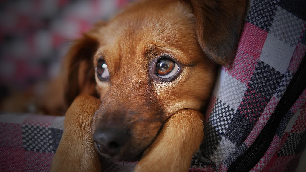 8 Perfect Basic Tips On How To Care For Your Dog