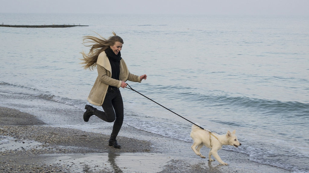 Best Tips On How To Safely Walk And Run With Your Dog!