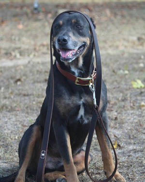 Leatherberg 2024 dog leash
